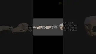 Skull size Comparison 