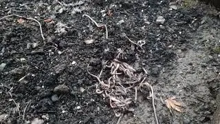 12/30/2023 Timelapse Earthworms