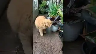 CAT TRAINING 🐱 - FUNNY CAT 🐈 - CAT VIDEOS - HONEST CAT - CUTE CAT 🐈 - TRAIN YOUR CATS - 