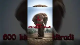 dunyodagi eng xavfli hayvonlar