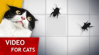 CAT GAMES - Bugs on the wall (High contrast video for Cats)