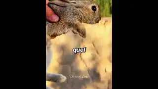 🐰💧 The rabbit that kept returning to the same spot
