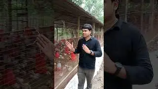 ভূত নাকি জ্যান্ত মুরগি খায় l Notun Bhuter golpo l Sotyo Ghotona  #horrorstorycartoon