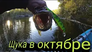 Клев щуки в октябре. Рыбалка на спиннинг осенью. Ловля щуки на малой реке. Рыбалка 2020.