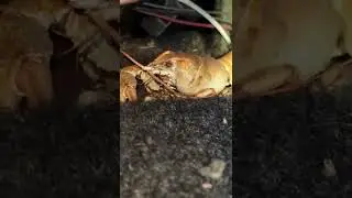 НЕОЖИДАНЫЙ ГОСТЬ В ДЕСЯТКЕ
