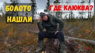ПОХОД НА БОЛОТО ЗА КЛЮКВОЙ