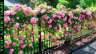 10 Rosas Trepadoras Más Bellas Del Mundo