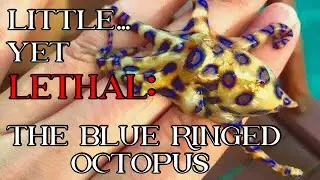 Little Yet Lethal: The Blue Ringed Octopus