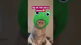 Ну не так и плохо😂 #cat #cats #кот #коты #котики #catshorts