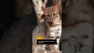 А знали ли вы, что кошки… #shorts