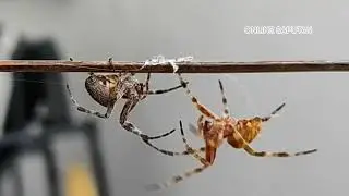 Minsan lang ulit makarecord ng kakaibang laban!