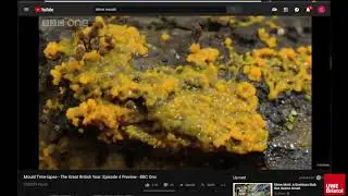 GRD Slime Week 1
