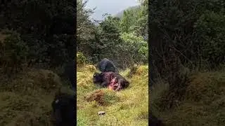 Brutal black bear killing a cow