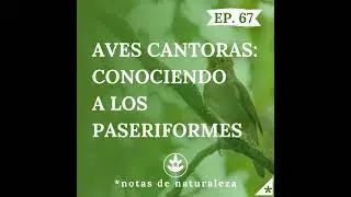 Aves Cantoras: Conociendo a los Paseriformes #67