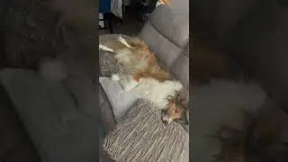 Lazy Day on the Couch