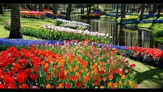 Keukenhof Tulipanes y Jardín Botánico HD 1080
