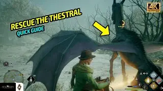 EASY way to rescue a Thestral! (Foal of the Dead Side Quest) | Hogwarts Legacy Walkthrough