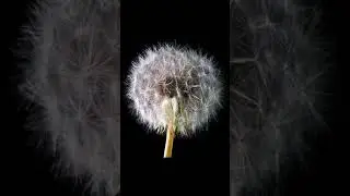 Macro Photography Photo Stacking Tutorial