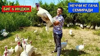 ГИГАНТ БИГ 6 ИНДЮКЛАР СОТИЛАДИ  23 августа 2024 г.