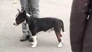 Dog Show Mono Bull terrier 2014/05/25 p02 (577)