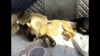 Щенки из леса. Как это было...(
