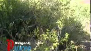 Аждахои дехаи Алисурхуни Вахё