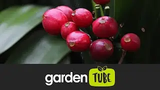 Propagating Clivia From Seed