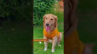 Beautiful Pathan dog #shorts #viralshorts #doglover #indiandog #dogtraining