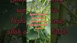 tanaman timun organic hanya menggunakan PSB fotosintetic#organic