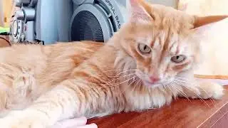 Лохматые лапки Барсика и мешочек