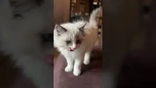 Котята Рэгдолл