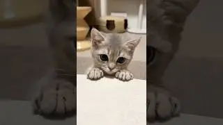 kittens being funny 😻💕