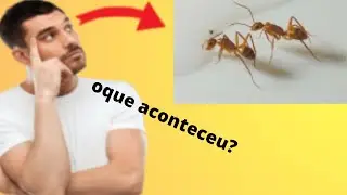como as camponotus vittatus estão?