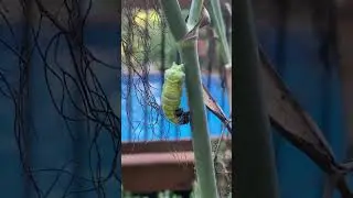 Munch, munch, munch, I’m so full! Let me slip into something more comfortable. #Caterpillar #Garden