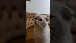 Как хочется спать.... #shorts