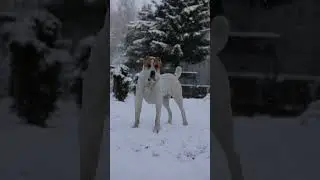 Снежный АЛАБАЙ УМА 