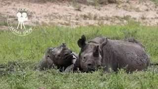 Black rhino playing and enjoying mud bath