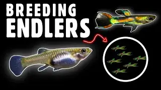 Endler Guppy Breeding Made Simple-Tips and Tricks for Success!