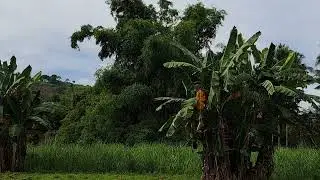Sa Aming Bukid