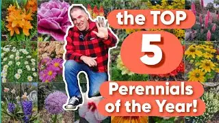 The BEST Perennials of the Year ( 2023)