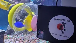 Q&A - With Tankmatez about the Bubble fish trap.