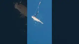 Взял нормальную треску