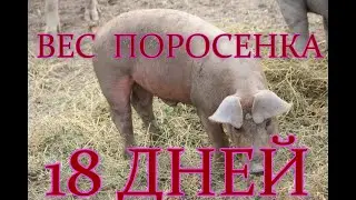 взвешиваем поросёнка породы Дюрок  в 18 дн. первый мороз   -16 градусов.