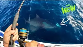 BAIT FISHING the bottom of the Great Barrier Reef