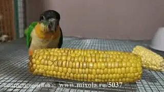 Попугайчики #133 лучшие моменты