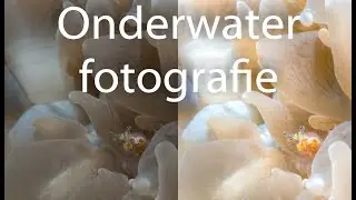 Submitted photo edit part 42: Underwater photography