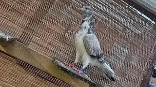 naya shoq mera favourite colour tippler pigeons main