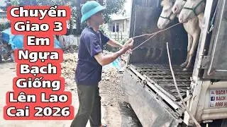 Transfer of Cremello Rice Variety to Lao Cai Province in 2026 | BẠCH MÃ TV