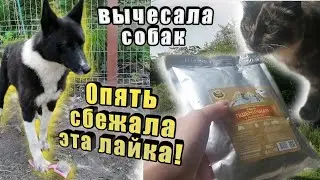 Кошки пробуют готовую кашу из светофора🚦 Вычесываю собак😄. Берта довела😠,опять сбежала! 😤 Белый конь