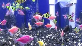 Fluorescent GloFish® In California Fish Store Video!